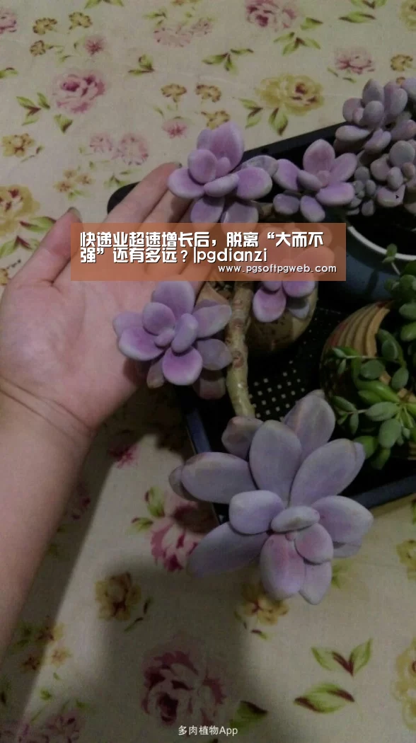 pg电子官网